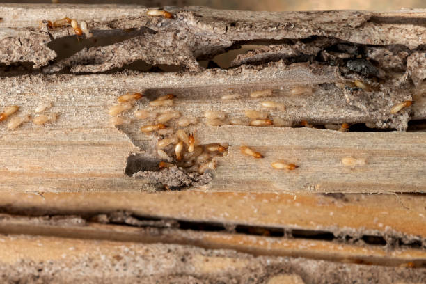 Best Pest Control for Restaurants  in Winfield, IA
