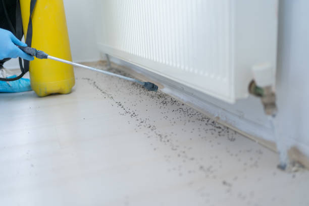 Best Termite Control Services  in Winfield, IA