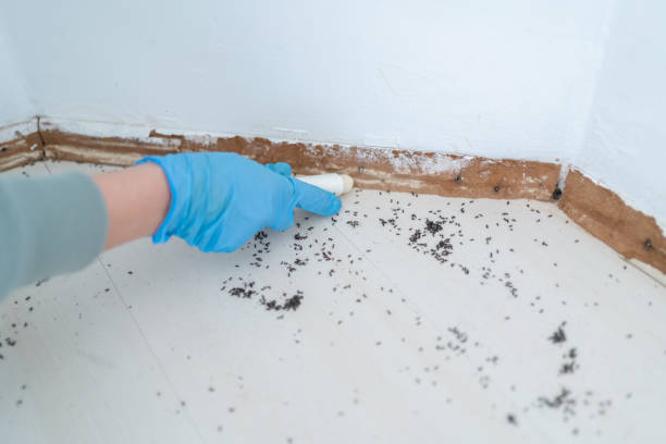 Best Local Pest Control Services  in Winfield, IA